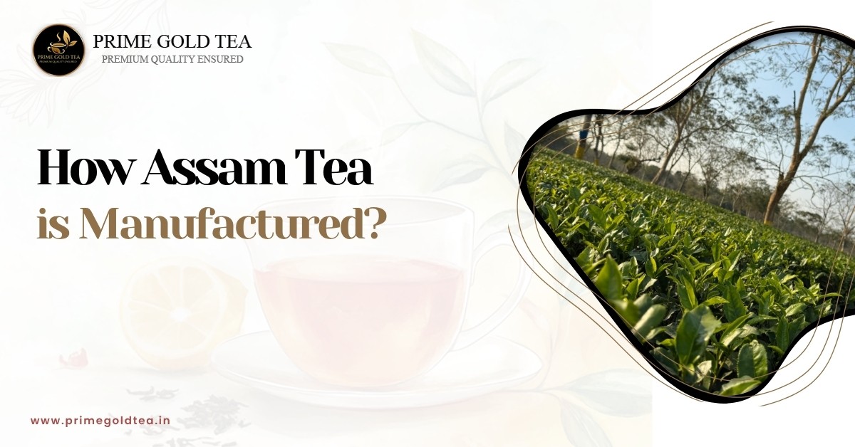 How Assam Tea is Manufactured?
