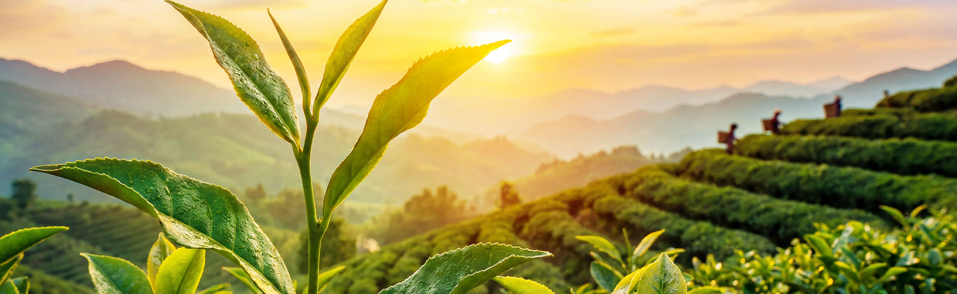 Assam Tea Supplier