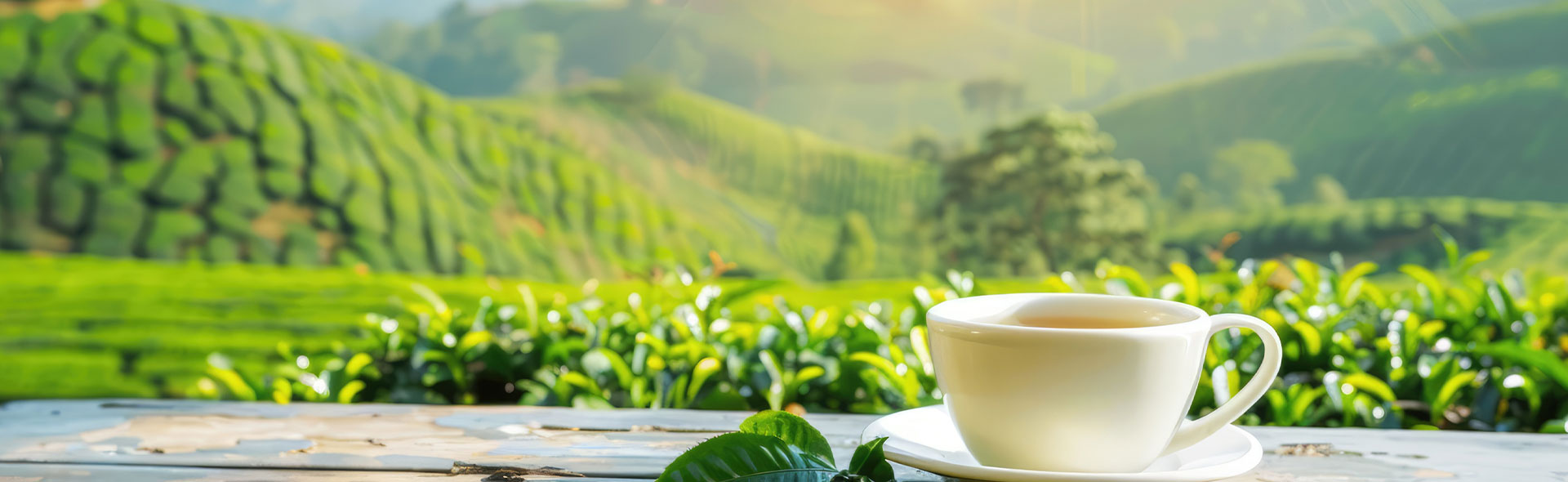 Assam Tea Private Label