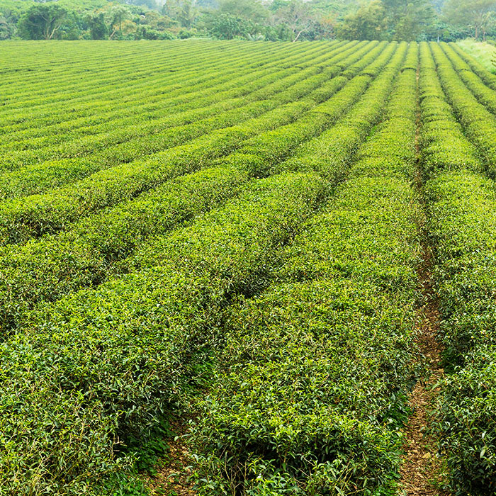 Leading Assam CTC Tea Manufacturer