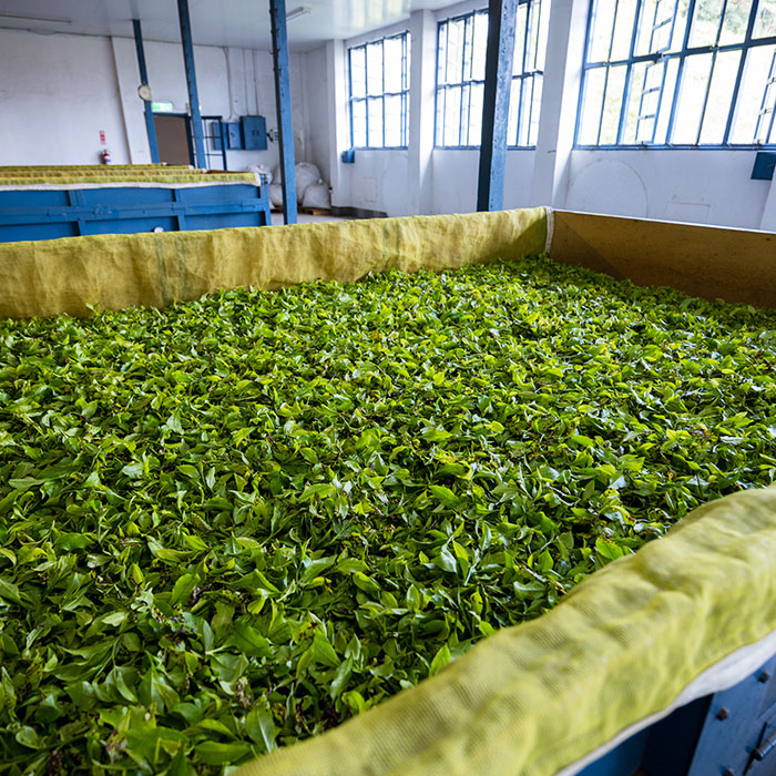 Leading Assam Tea Manufacturer