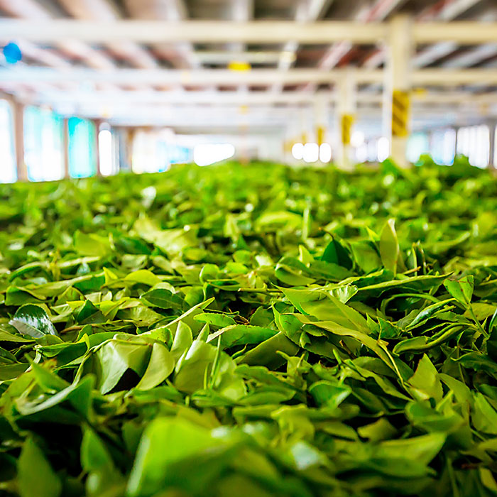 Leading Dooars CTC Tea Manufacturer