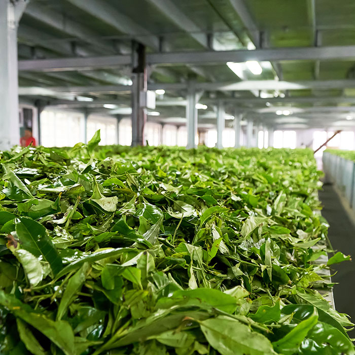 Leading Dooars Tea Manufacturer