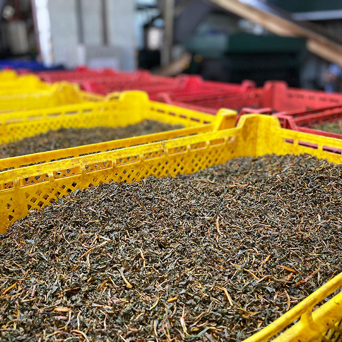Our Private Label Darjeeling Tea Manufacturing Process