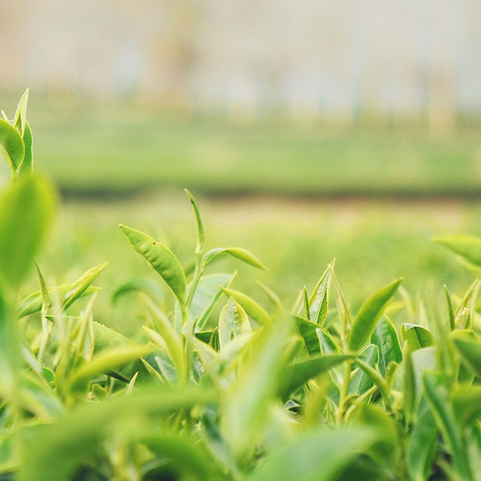 What Makes Assam Tea Special