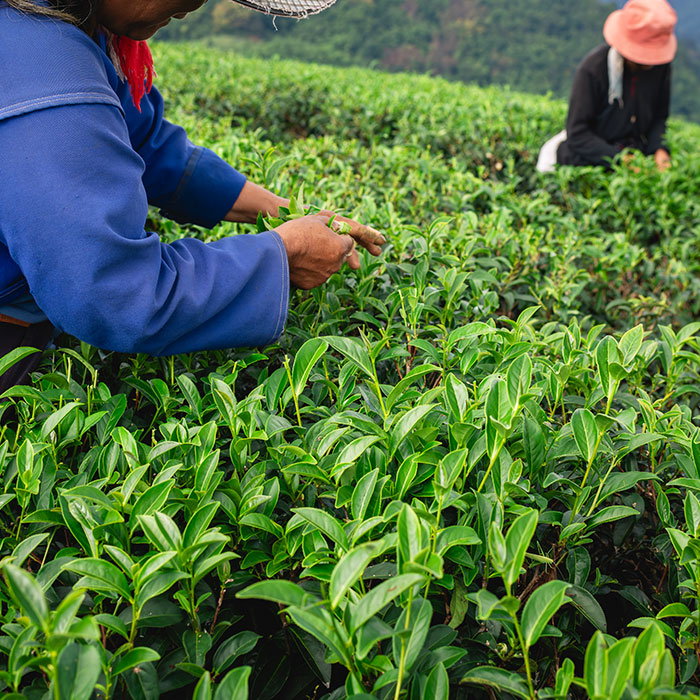 What Makes Darjeeling Tea Special