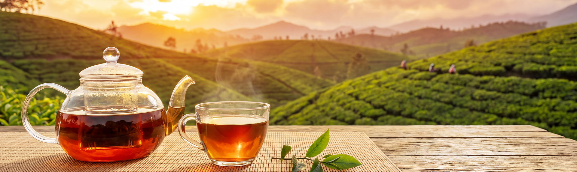 Darjeeling Tea Supplier