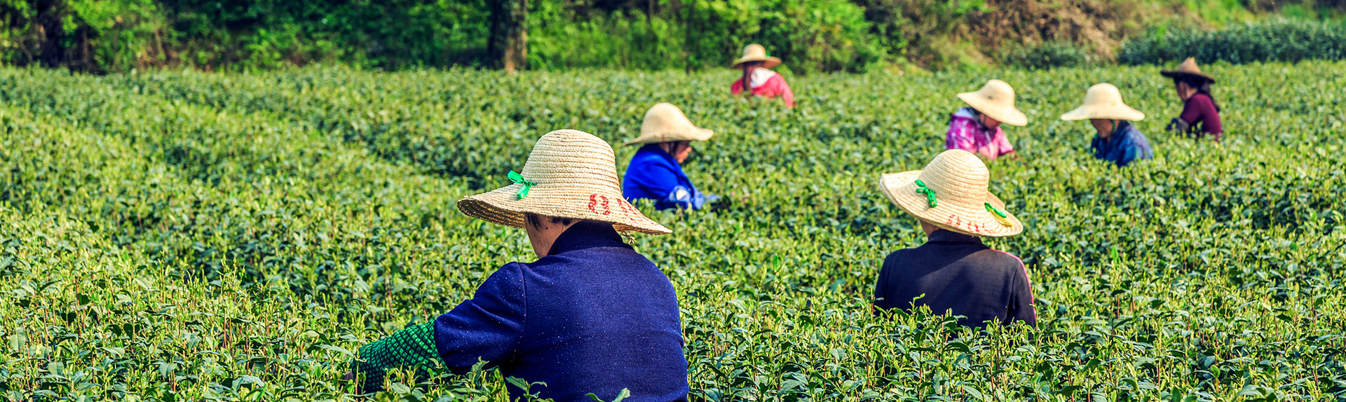Dooars CTC Tea Supplier